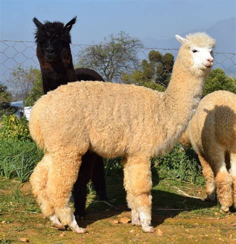 yellow alpaca for sale